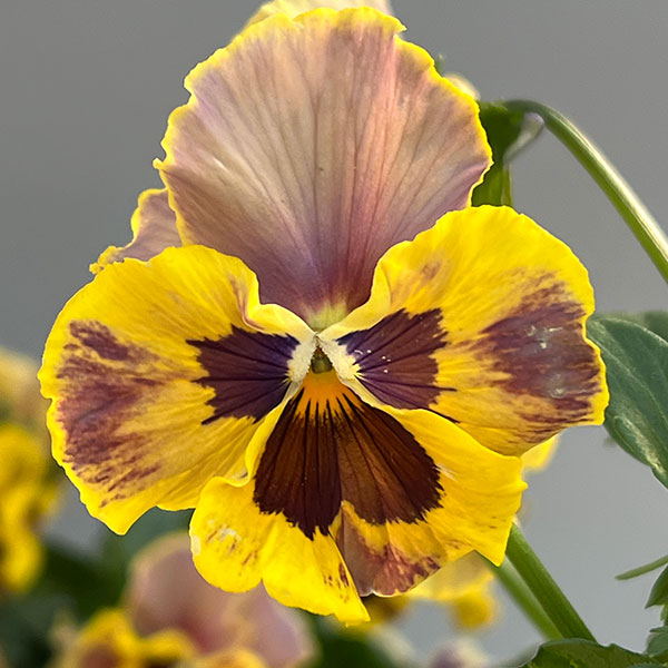 園芸ネット本店｜ビオラ（フリル咲き）：アーカイブ イエローバイ